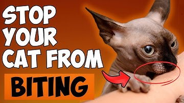 Why does my cat BITE me and how to PREVENT it.