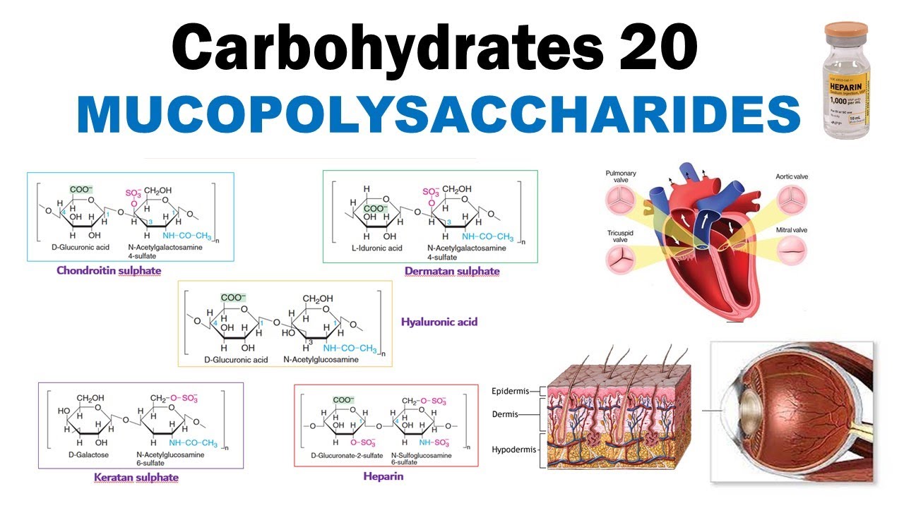 Mucopolysaccharides 2 Chondroitin Keratan Heparin Dermatan Dr