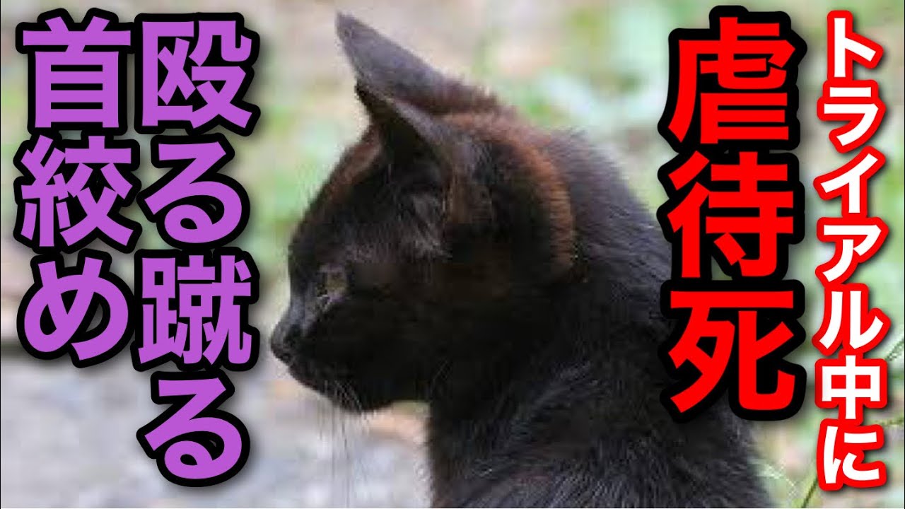 鬼畜 お試し保護猫の全身に暴行を加え虐待死しさせたサイコパス人間 Youtube