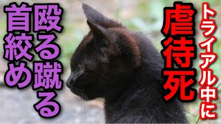 鬼畜 お試し保護猫の全身に暴行を加え虐待死しさせたサイコパス人間 Youtube