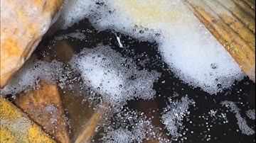 Thức Ăn Cho Cá Sặc Rằn Mới Nở