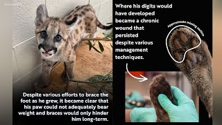 Rescued SoCal mountain lion kitten has leg amputated