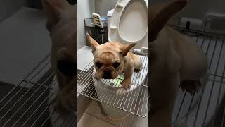 evcil hayvan tuvalet aparatı..!🚽🐈🐕