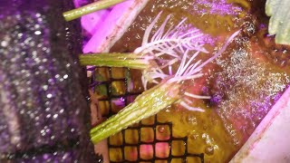 BrayneGro- Aquaponic Cannabis- 7-11-17 Garden Update