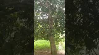 bosque por empalizada buscando duendes municipio de naranjos Amatlán Veracruz México 🇲🇽❤️👍