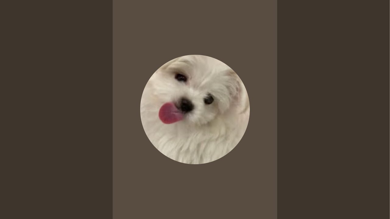 社会のストレスに効く犬 がライブ配信中!