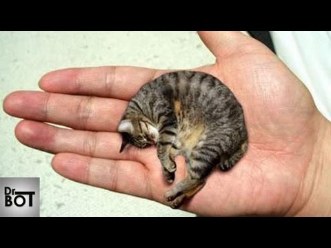 Vidéo: Quel Animal Est Le Plus Petit