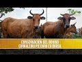 Conservacion del Bovino Curralero en Brasil - TvAgro por Juan Gonzalo Angel Restrepo