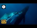 10 Hours Underwater 4K Whales footage +Music | &quot;Giants of the Sea&quot; Ambient Nature Film - Sleep &amp; Spa