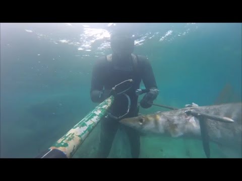 Video: Che Pesce Morde