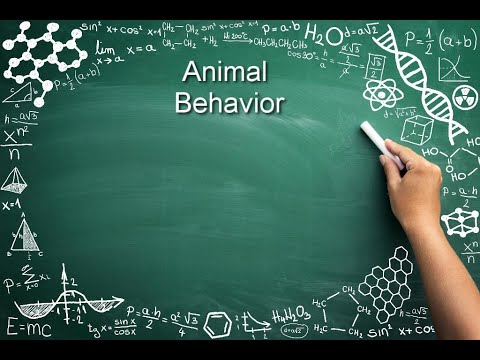 Video: Qual è il comportamento AP Bio?