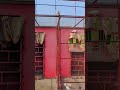 ❤️🕊️🥰#india #pigeon #kabutar #kabootar #youtube #shortvideo #sohrts #sports #shorts #4k #4kstatus