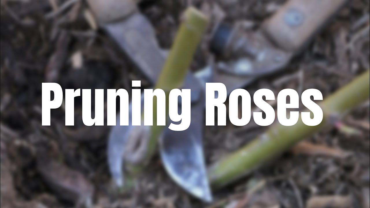 Pruning Roses YouTube
