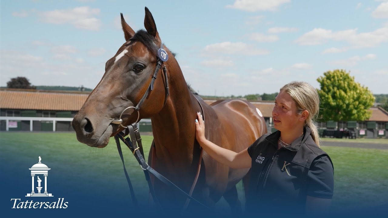 Tattersalls July Sale Day 1 2025 Review - YouTube