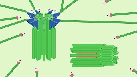 A cosa servono i microtubuli?