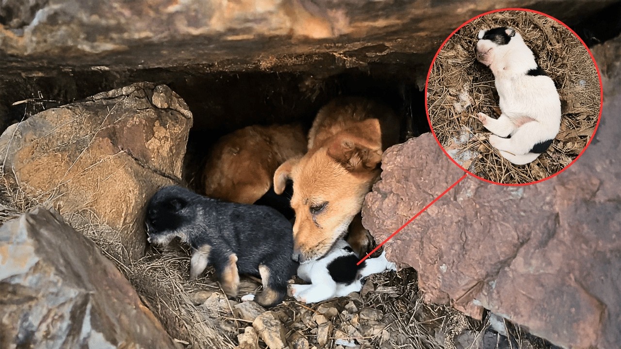 Бездомная собака, беспокоясь о выживании щенка без передних лап, доверила его надежному человеку.