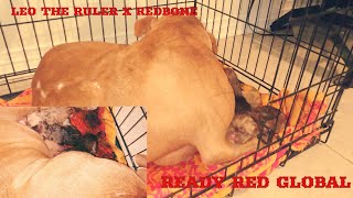 Thug & Burns Redboy Jocko Pitbull Litter