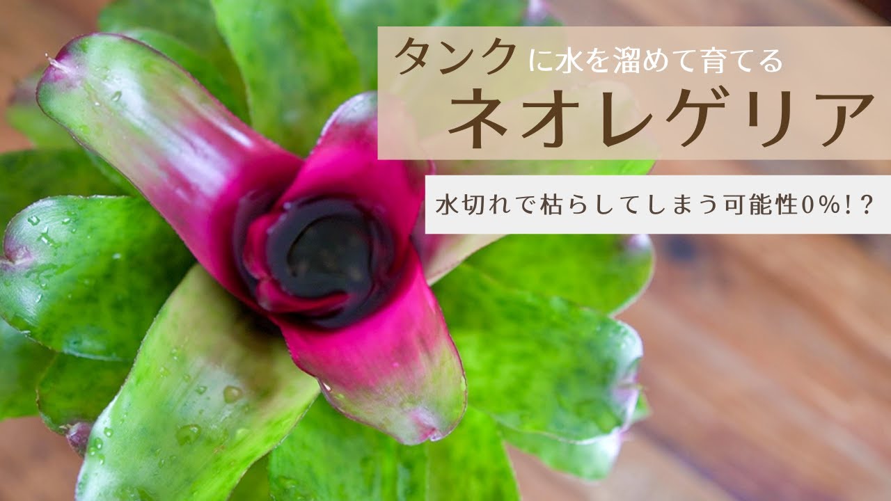 Houseplants grown in a tank filled with water] There's almost no