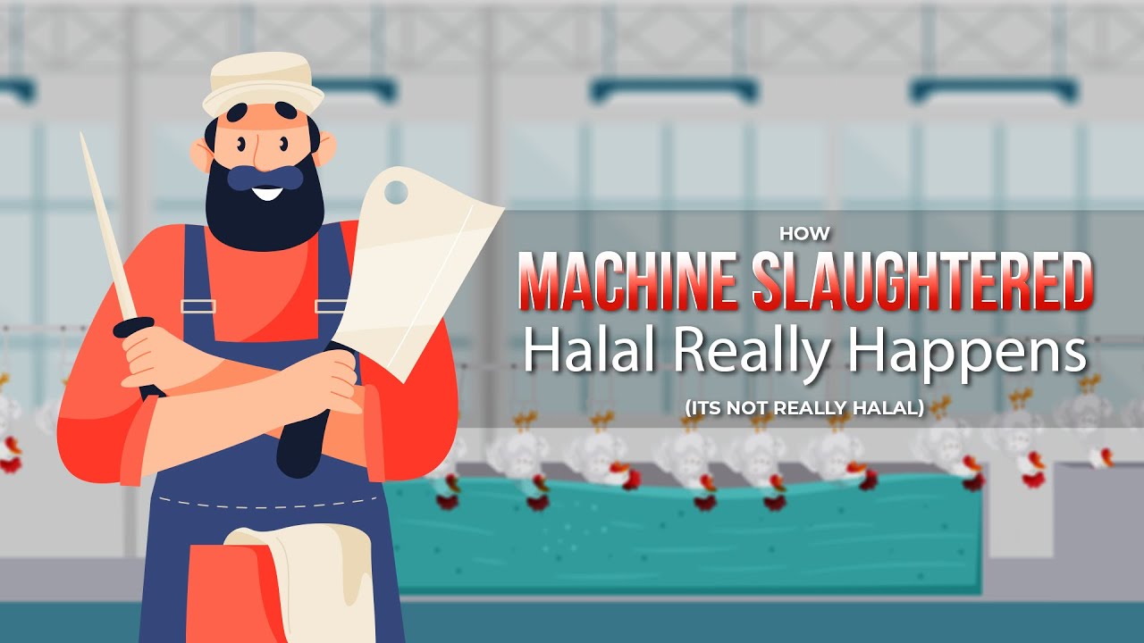 How Machine Slaughtered "Halal" Really Happens (Its not Really Halal)  Explained in 2D Animation