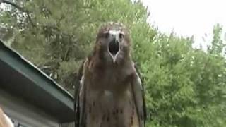 red tailed hawk screaming YouTube red tailed hawk screaming YouTube