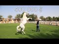 Арабский скакун │Стоимость 500 000 $ │Самый дорогой конь │ Уход за лошадью