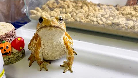 カエル