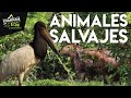 LOS IMPRESIONANTES ANIMALES QUE ENCUENTRAS EN CASANARE COLOMBIA || CaminanTr3s, El tercero eres tú!!