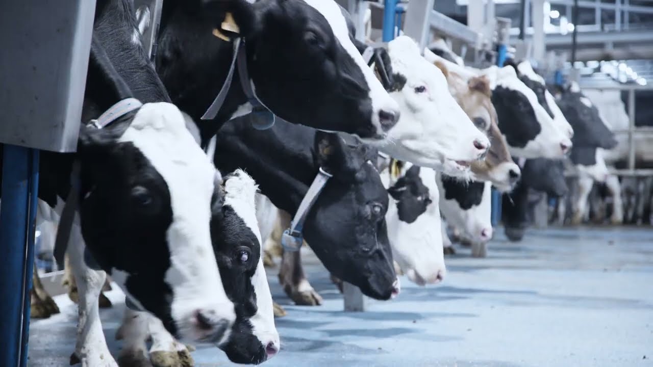 TDM - Sala di mungitura parallela 2023