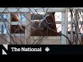 Push to end Canada&#39;s export of live horses for meat
