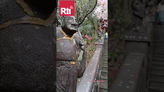 Bunga sakura di sekitar Kuil Bishan (Bishan Temple) | Rti Siaran Indonesia