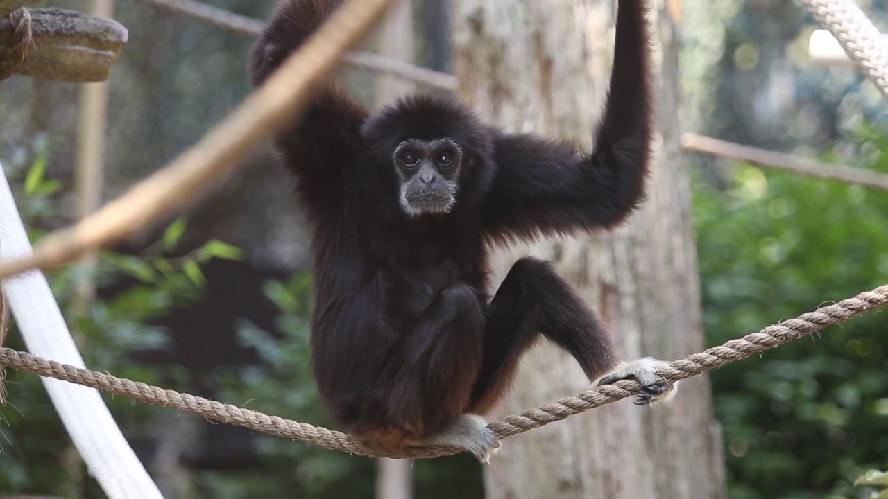 Georgie Moves To Gibbon Trails At Zoo Knoxville Youtube