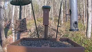 Afternoon feed: Feb 6, 2024 12:10PM - 12:40PM by Birdchill™ birdwatching cams 55 views 3 months ago 30 minutes