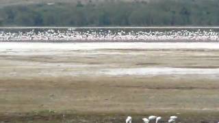 P1060928 Flamingos and buffalo at Lake Nakuru