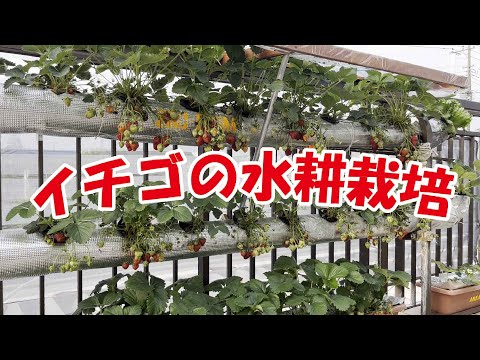 水耕栽培イチゴの育て方！初心者でも簡単に実践できるコツ5選