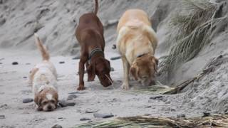 Harmony Paws at Silverton 2016