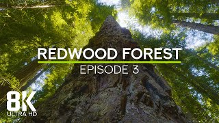 Soothing Forest Sounds for Deep relaxation - 8K Echoes of the Ages (Redwood Forest) - Episode 3