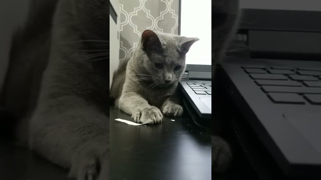 Bubbles the cat getting ready on a Prowl. Russian Blue. chat gato Кот חתול  kucing قط Pls Subscribe.