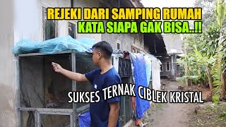 REJEKI TUKANG CUKUR DARI TERNAK CIBLEK KRISTAL, AWALNYA CUMA SAMPINGAN, TERNYATA MENGHASILKAN