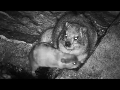 Rock Hyrax Family | Ranger Insights