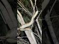 Tiger Snake climbs tree! #snake #australia #herping