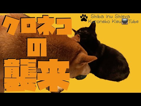 【犬と猫どっちが強い？】黒猫きゅうちゃんの襲来・柴犬しーばくんに猫パンチ！犬猫一緒、仲良し