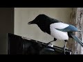 Говорящая сорока - ЧОПОЧКА...   Talking magpie CHOPOCHKA...