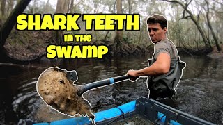 The Swamps are LOADED with Shark Teeth in Florida | Exploring the Ancient Ocean Floor