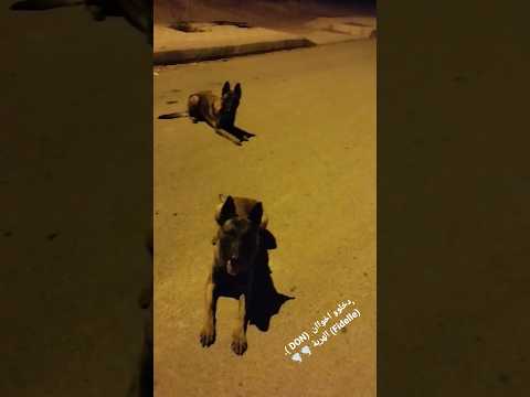     مالينوا 