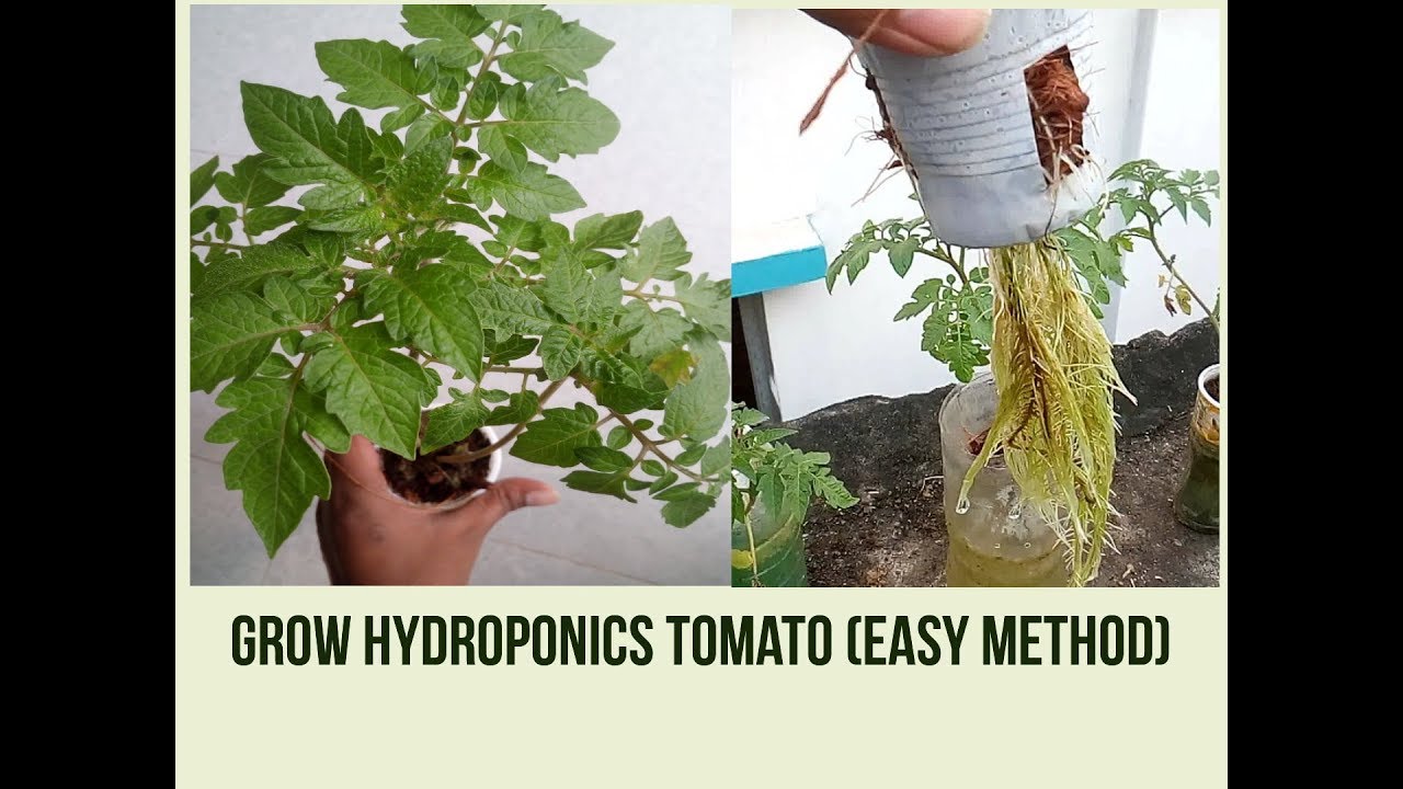 How to grow hydroponics tomato at home