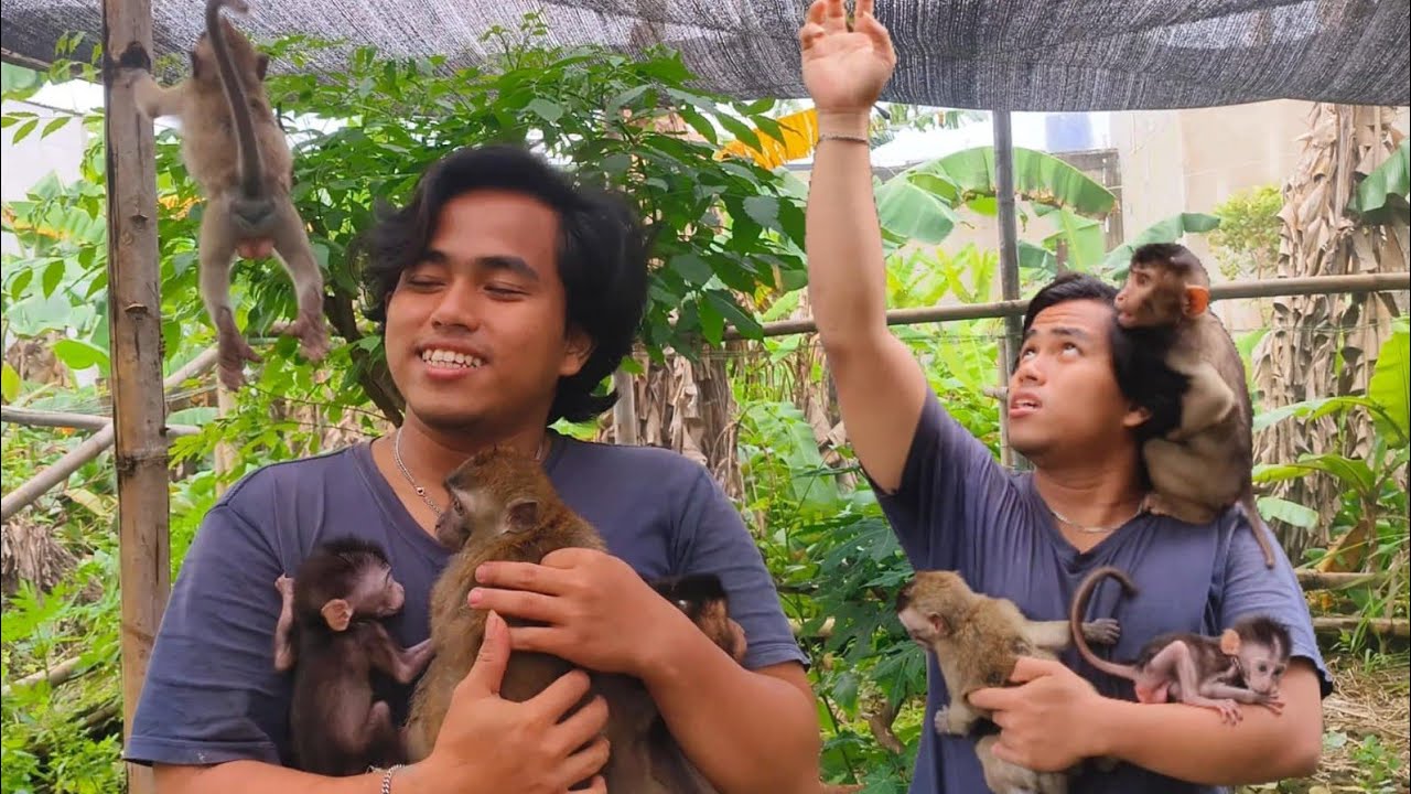 Releasing baby monkeys and repairing nets damaged by storms