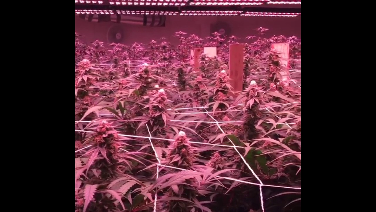 VividGro® LED Grow Lights - Flower Room - VividGro V2 Grow Lights