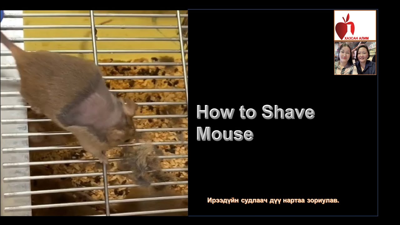 ХУЛГАНЫ ҮС ХУСАХ АРГА (How to shave mouse) - YouTube