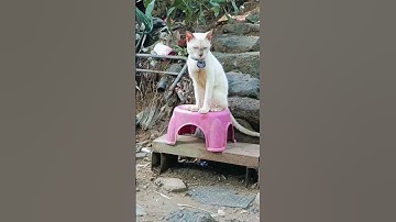 smart cat😍 #youtubeshorts #siamese #siamesecat #smartcat #viralshorts #trendingshorts  #catlover