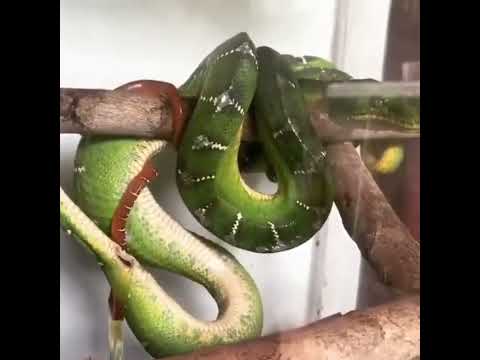 Bir yılanın doğum anı